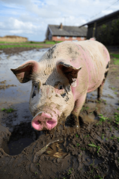 給公豬吃哪些飼料好，自配種公豬飼料百分比