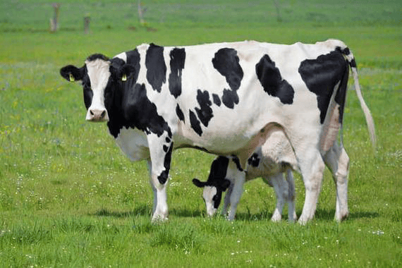 怎麼給奶牛配飼料，高產奶牛配合飼料的參考