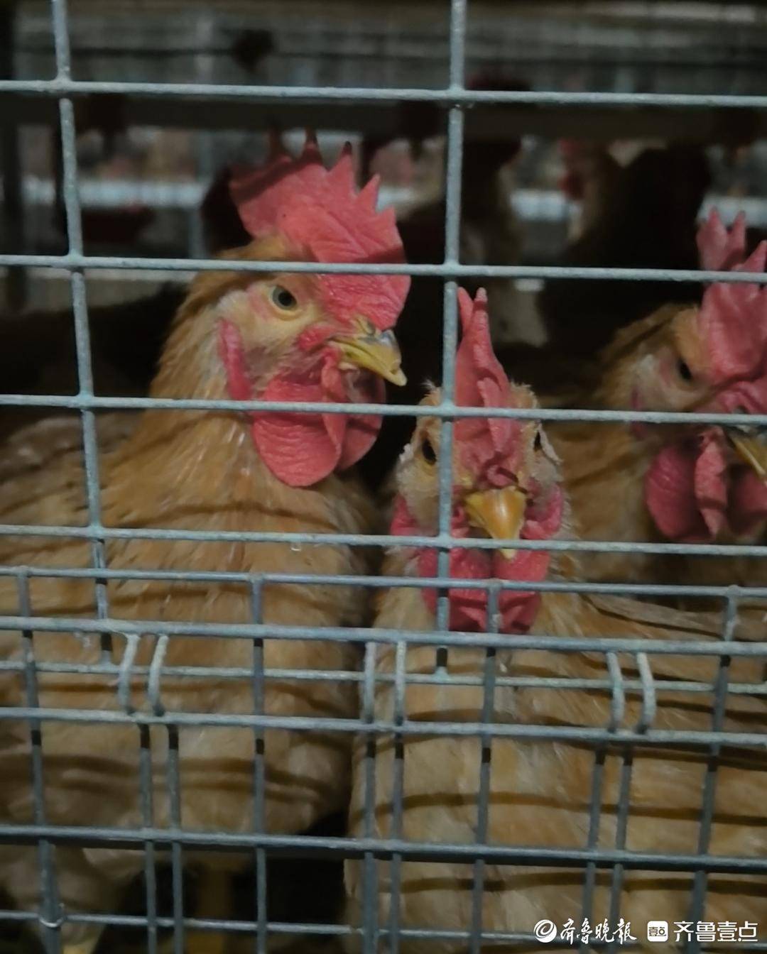 魯擔惠農貸賦能東平養殖產業 富華養殖場實現生態養殖良性迴圈