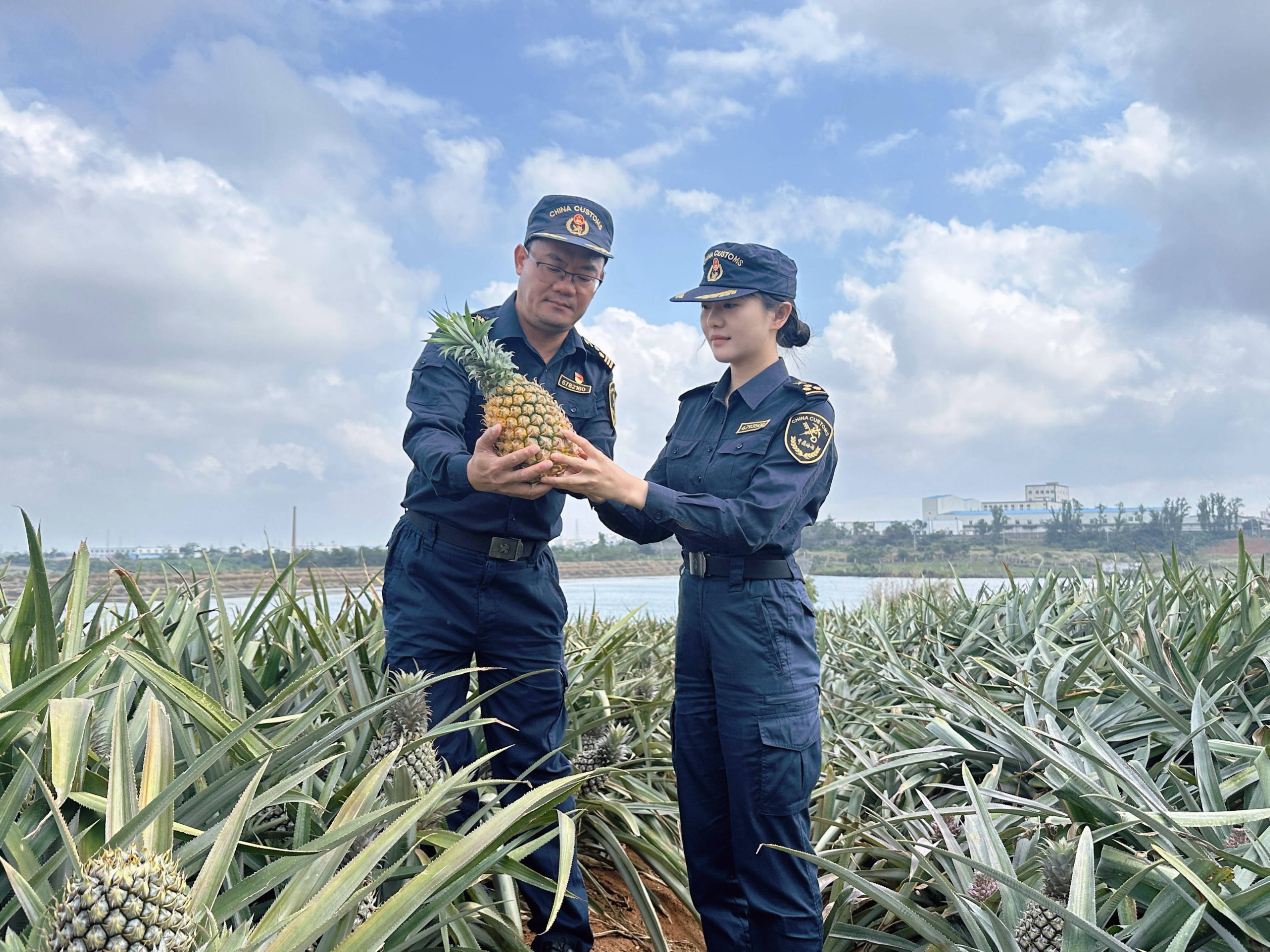 歲末添“甜”！霞海海關護航徐聞菠蘿暢銷海外