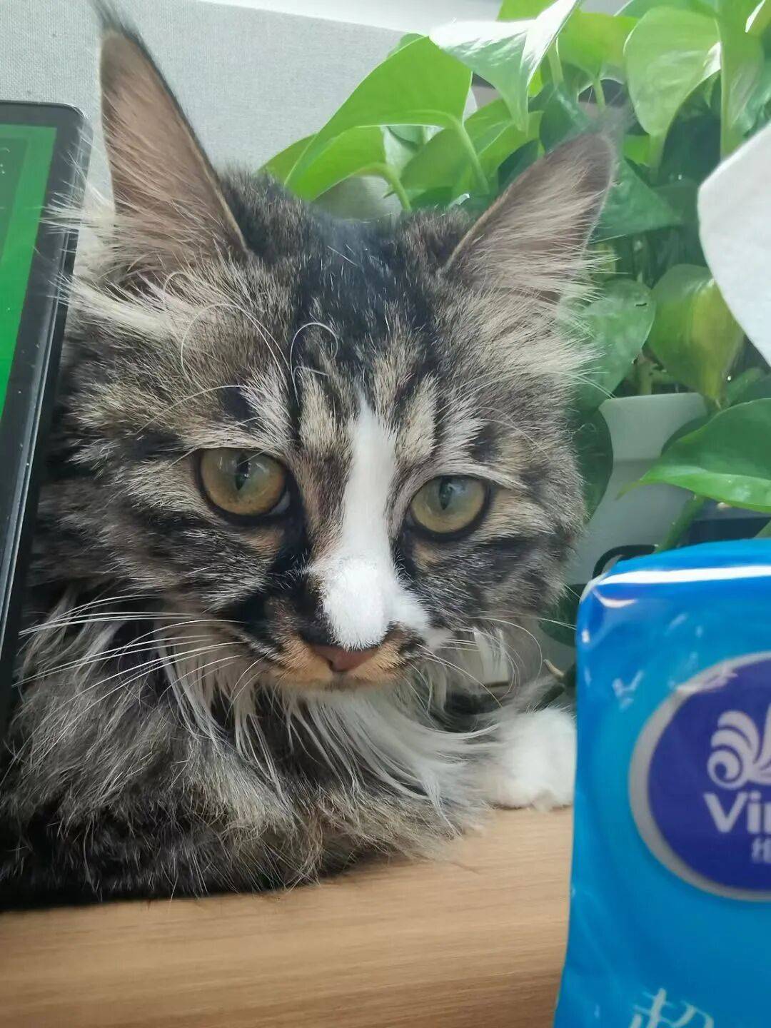 被“鏟屎官”吐槽存診療爭議，寵物醫療巨頭瑞派寵物IPO背後AB面