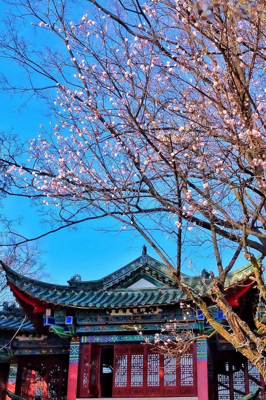 必須收藏！絕美！絕美！誰能拒絕這波中式美學？昆明超詳細賞梅攻略來了，包出片！