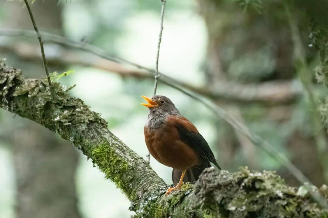 國際旅遊攝影網2026年國內外攝影路線全景指南