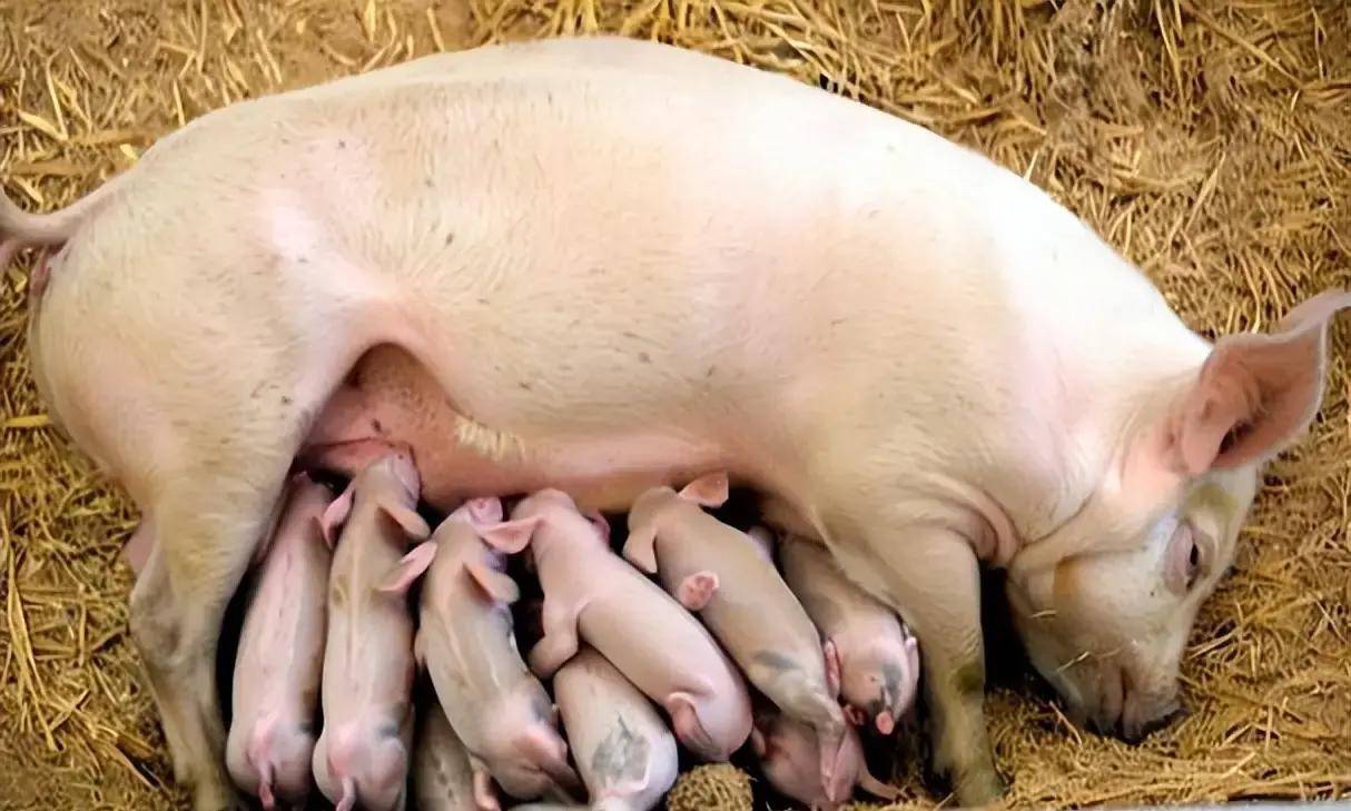 母豬沒奶水怎麼快速下奶? 本文有快速有效的方案！