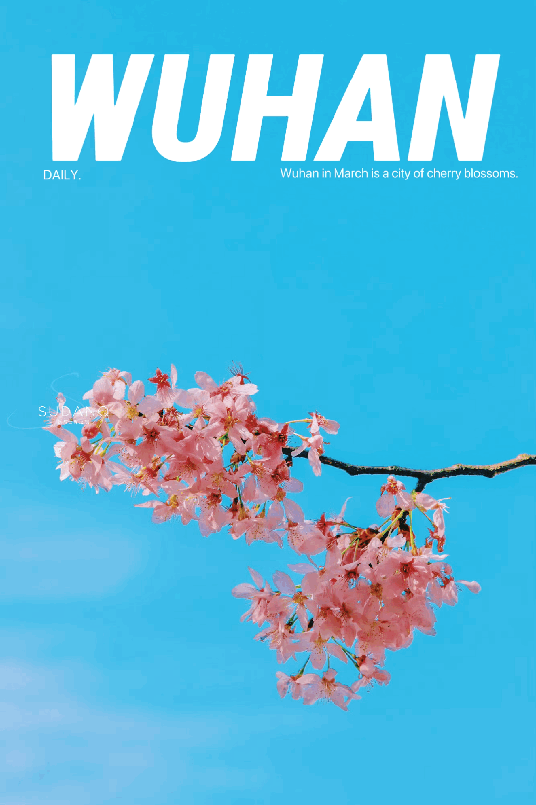 原創武漢賞櫻攻略請收藏！除了武大和東湖，還有這些免費打卡地哦