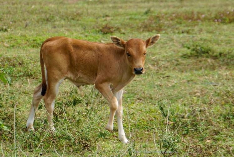 出生小牛犢拉稀怎麼辦？獸醫詳解，建議收藏！