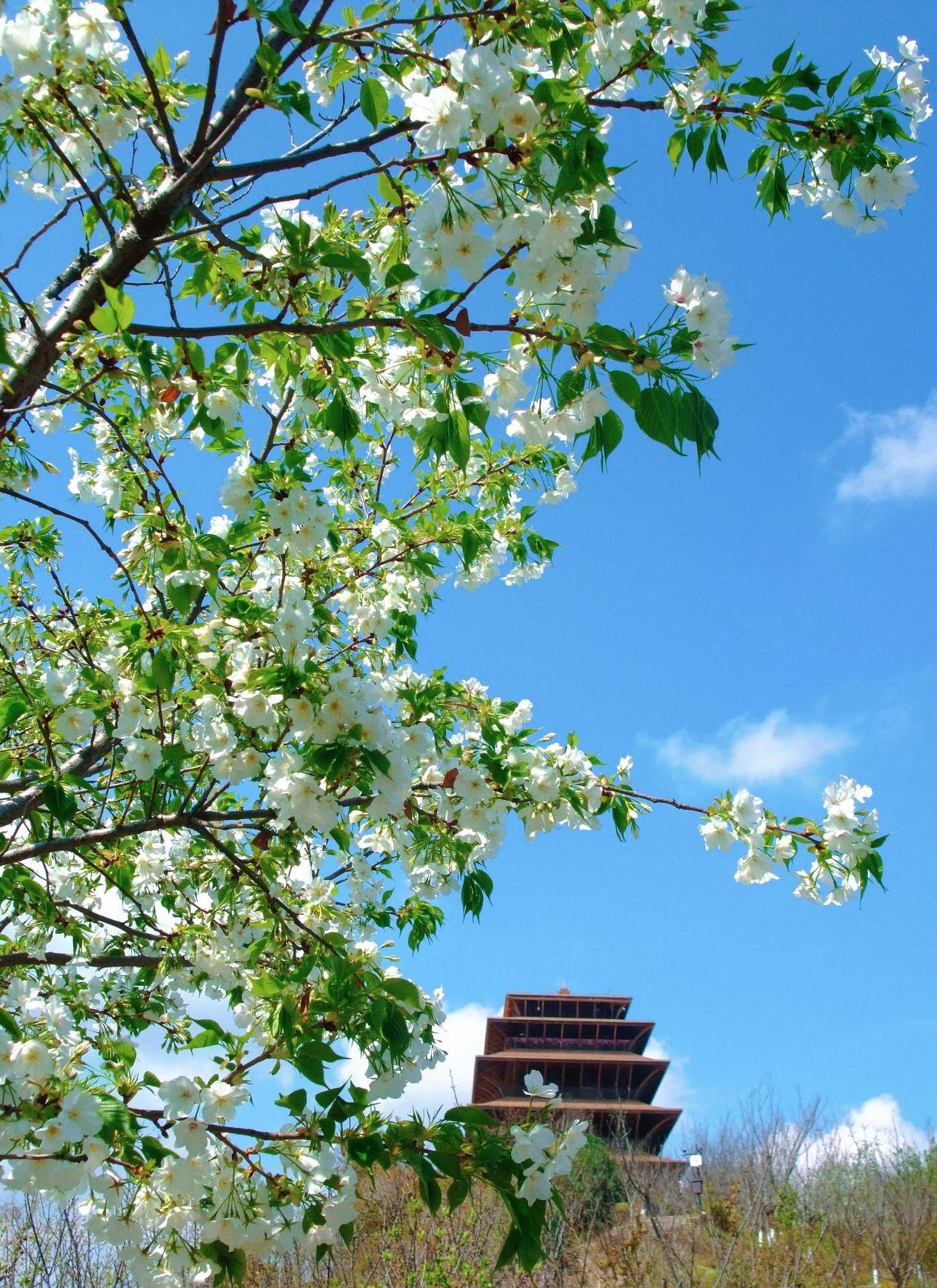 快收藏！丹景臺春日賞花徒步攻略來了