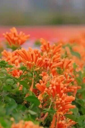 收藏！泉州春日賞花去哪裡？花期+地址全攻略