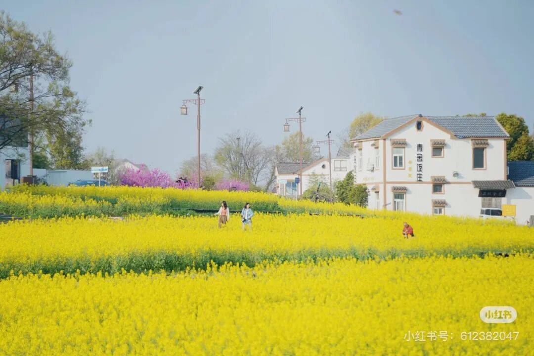 不用跑遠！南京市區及周邊油菜花地圖，收藏出發
