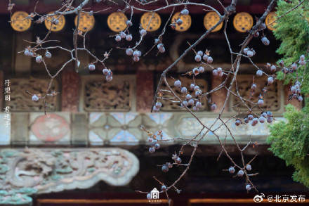 收藏瞭解！故宮裡的小眾花木也值得一看