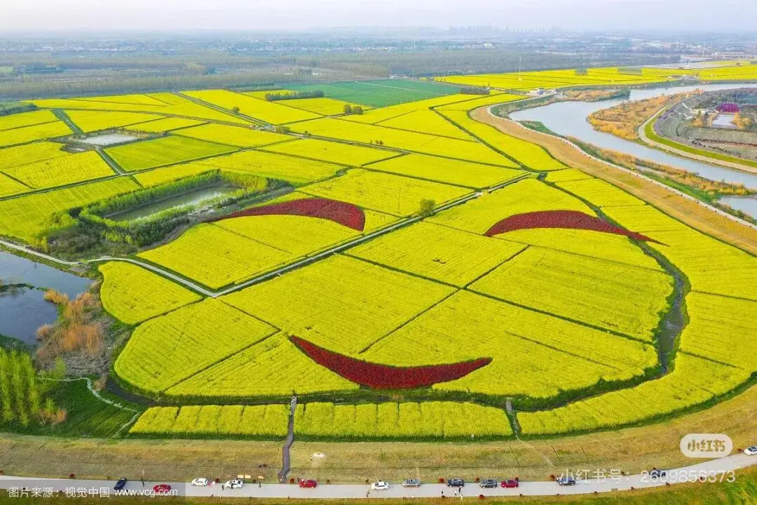 不用跑遠！南京市區及周邊油菜花地圖，收藏出發