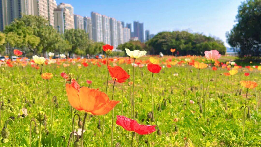 收藏！泉州春日賞花去哪裡？花期+地址全攻略