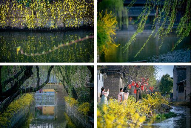 速收藏！棗莊臺兒莊古城春之花影與夜燈，錯過再等一年喲！