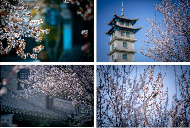 速收藏！棗莊臺兒莊古城春之花影與夜燈，錯過再等一年喲！