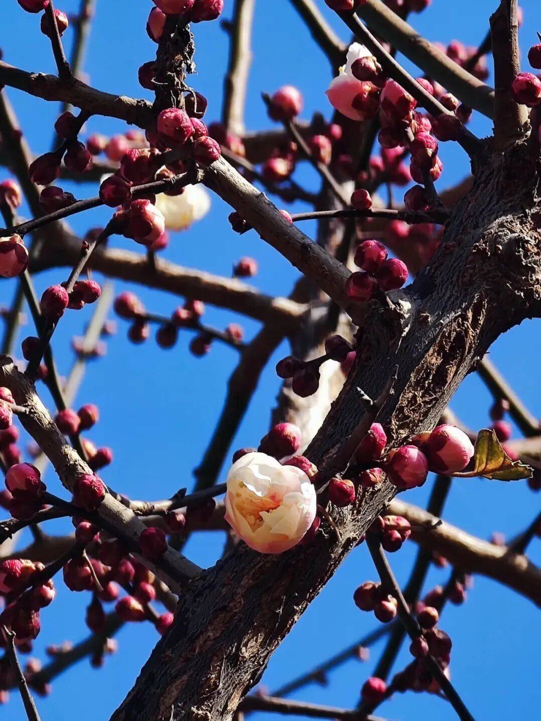 收藏！通州三條綠道上榜北京春花地圖！賞花時間、交通方式…