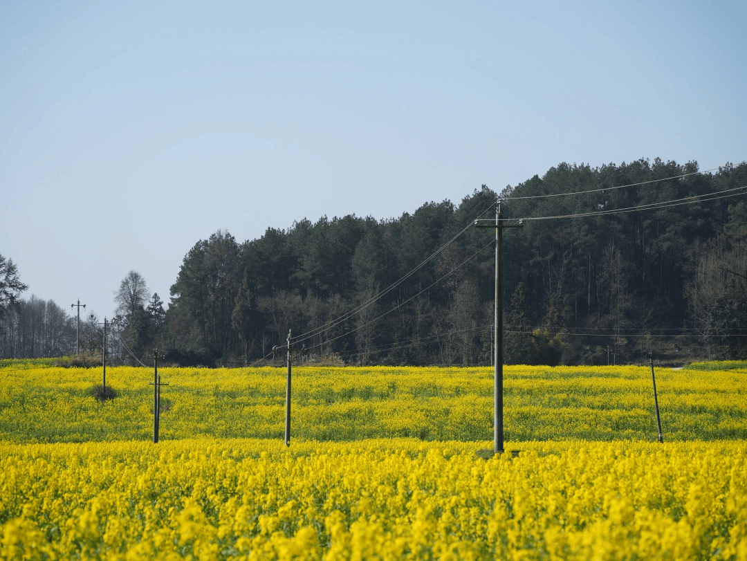 “黃金海”裡巡線忙 護航旅遊保電安