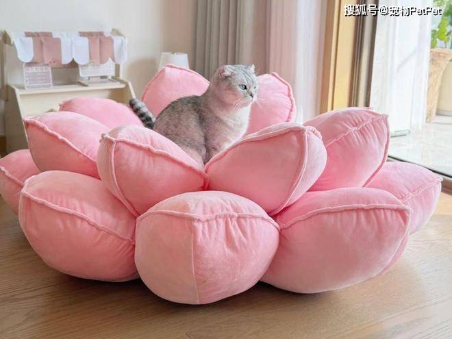 原創花重金買蓮花座貓窩，貓咪卻死活不肯上去：還不如快遞紙箱呢！