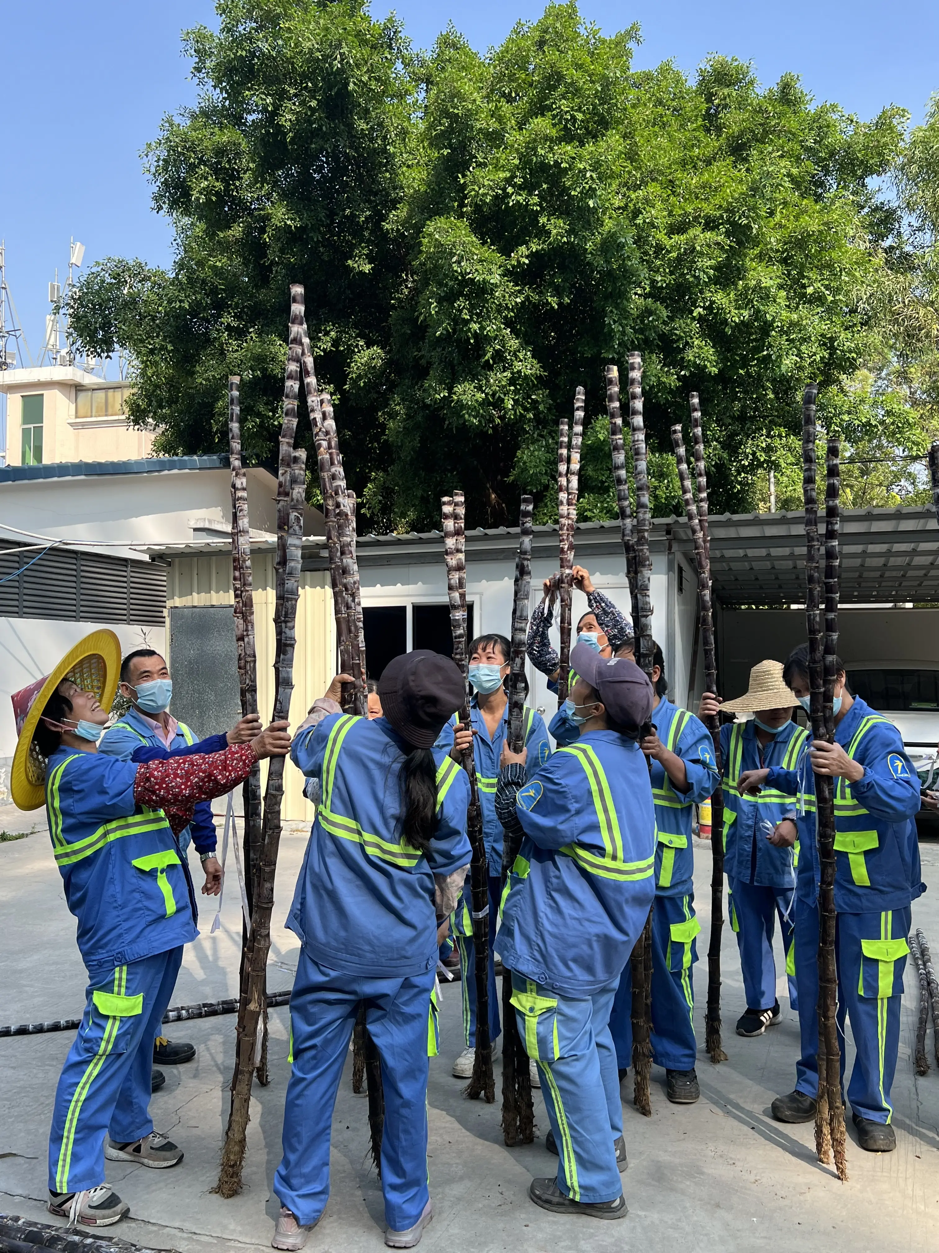 法治助農，共享甘甜！黃閣將愛心甘蔗送給“城市美容師”