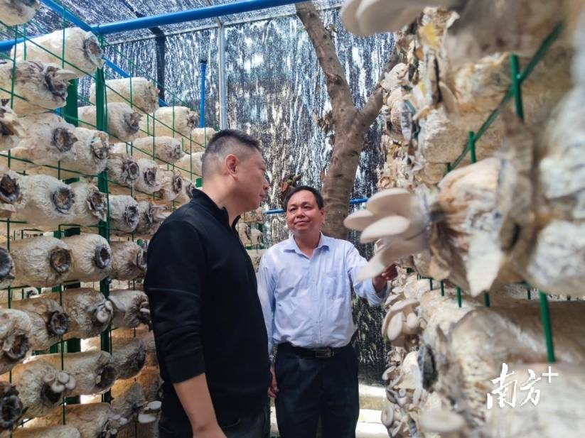 廣東金融學院赴英德石牯塘鎮調研 紮實推進科技幫扶專案落地見效