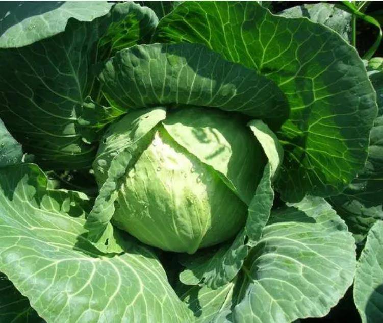 原創臘肉和“它”是絕配，那叫一個“香”！年夜飯必備，菜譜拿走！