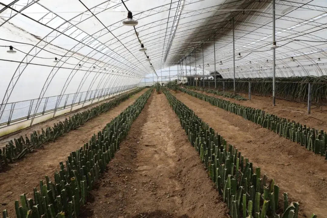 “南果北種”的科技突圍與產業新義 | 科技春耕看楊凌