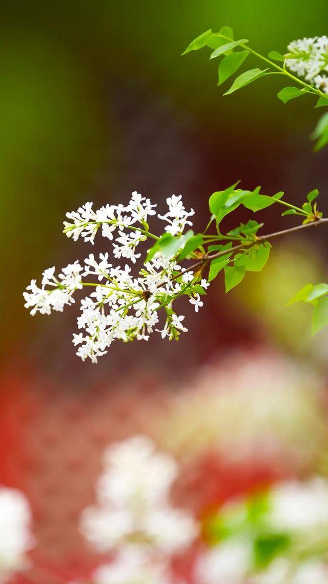 春日限定屏保，轉發收藏