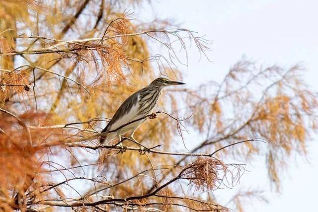 聽，深圳大學生有一群會唱歌的“鄰居”