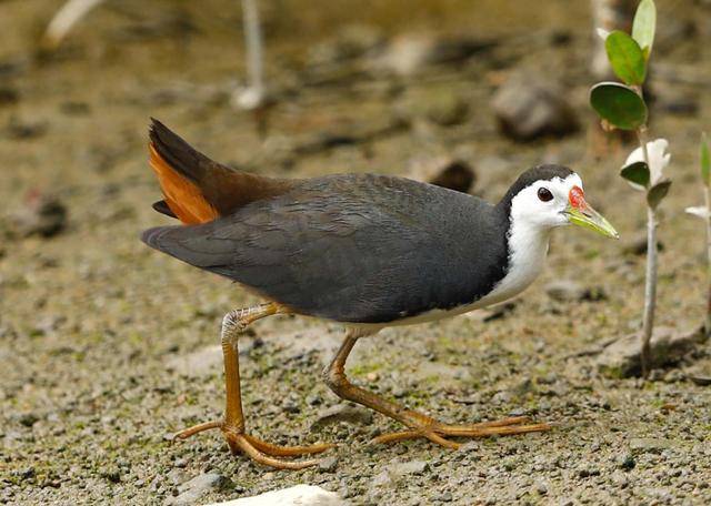 聽，深圳大學生有一群會唱歌的“鄰居”