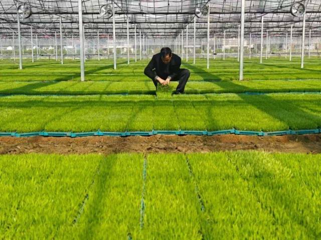 生動！這一幅幅“科技春耕”圖