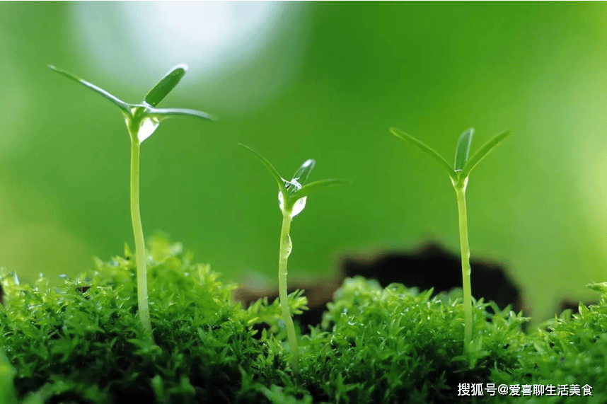 原創春季的6種鹼性食材，中老年人要多吃，改善體質強免疫，建議收藏！