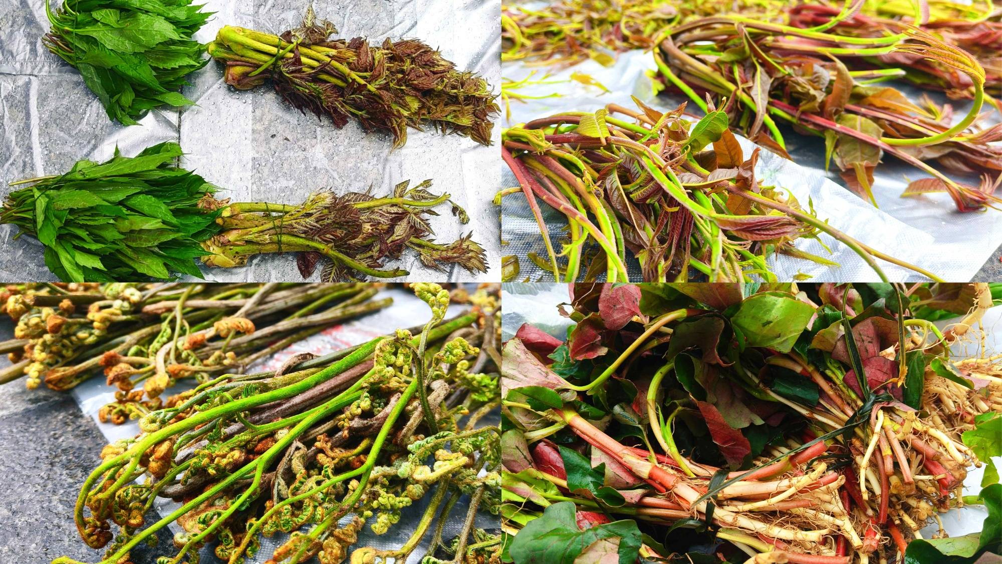 貴州省習水縣思源中學春假實踐課解鎖“野菜新玩法”