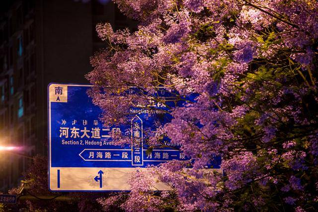 比大理浪漫！比昆明更近！高鐵直達陽光小城，2萬株藍花楹美瘋！觀海登山，美食吃到爽！