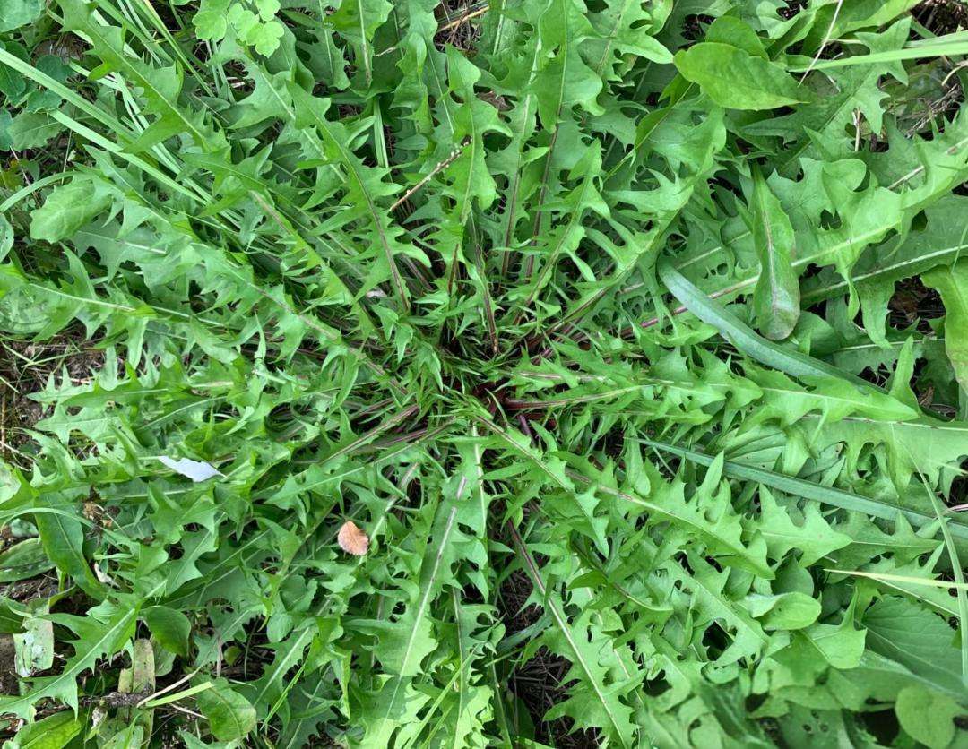 原創春天必吃的 8 種野菜，鮮掉眉毛的春日限定美食，你吃過幾種？