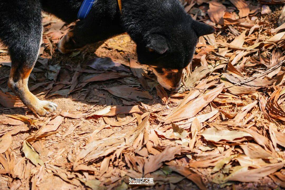 今日深圳｜聽說，羅芳郊野徑新開了個“狗狗圖書館”