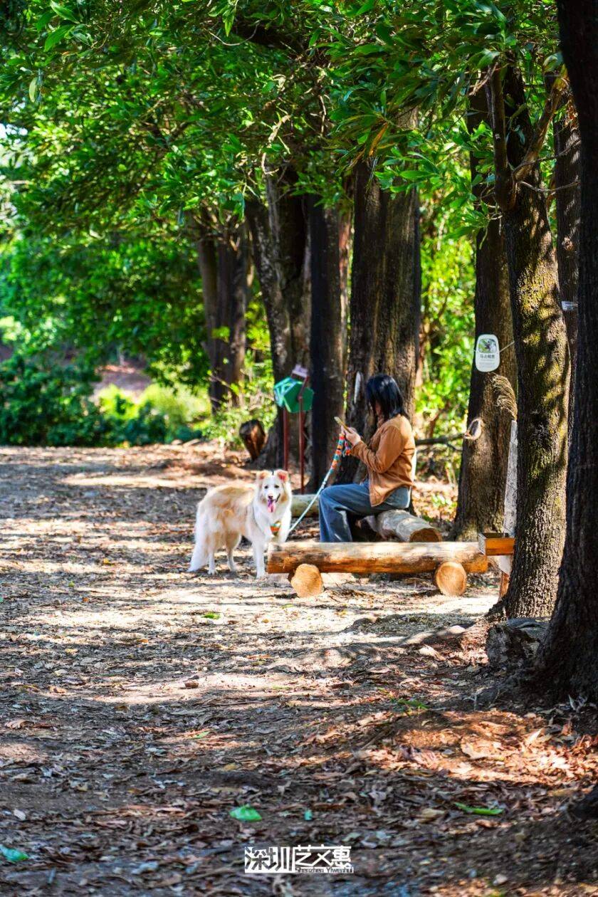 今日深圳｜聽說，羅芳郊野徑新開了個“狗狗圖書館”
