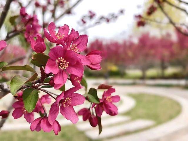 賞花親水、美食購物！跑完副馬，慢享春日好時光