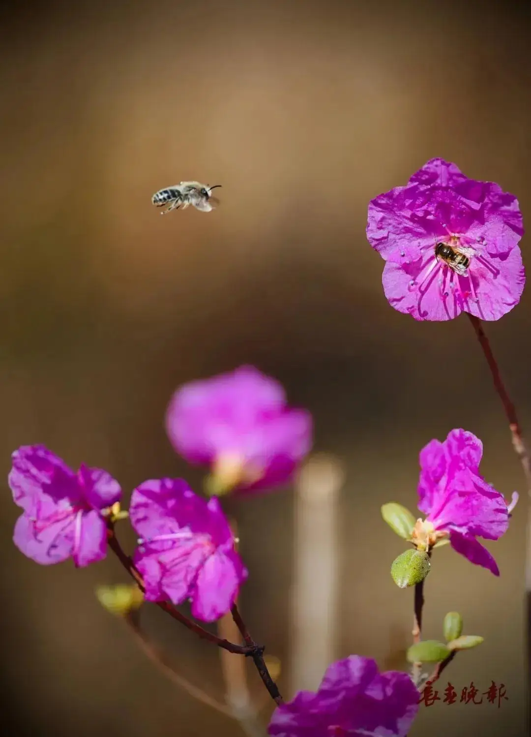絕了！一直開開開不完！賞花攻略趕緊收藏