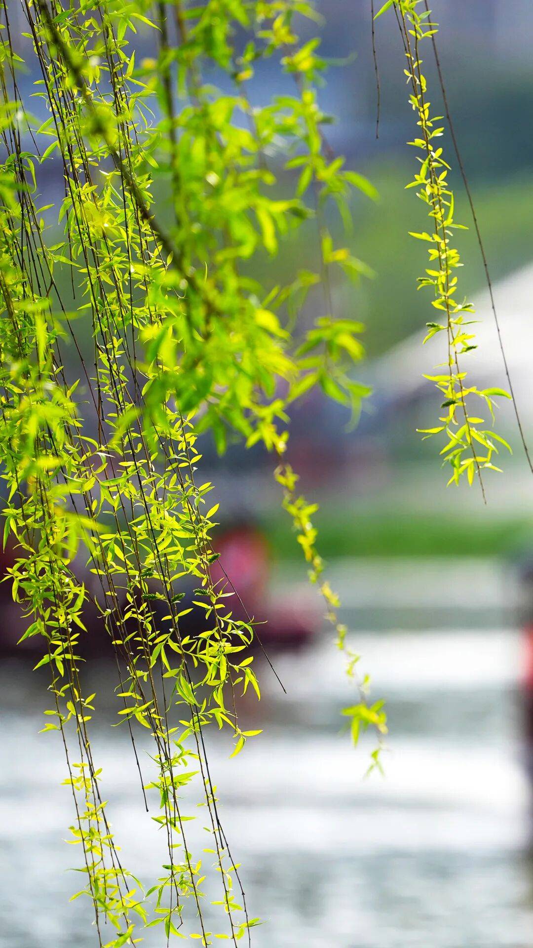 春日限定屏保，轉發收藏→