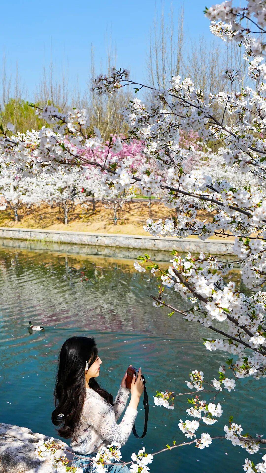 春日限定屏保，轉發收藏→