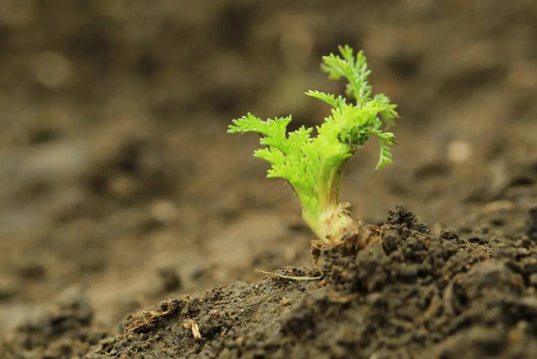 絕了！一直開開開不完！賞花攻略趕緊收藏