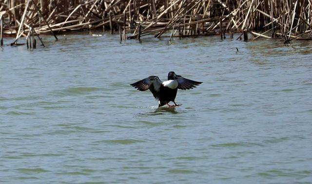 “鳥情播報員”崔玉榮：用鏡頭收藏“會飛的風景”