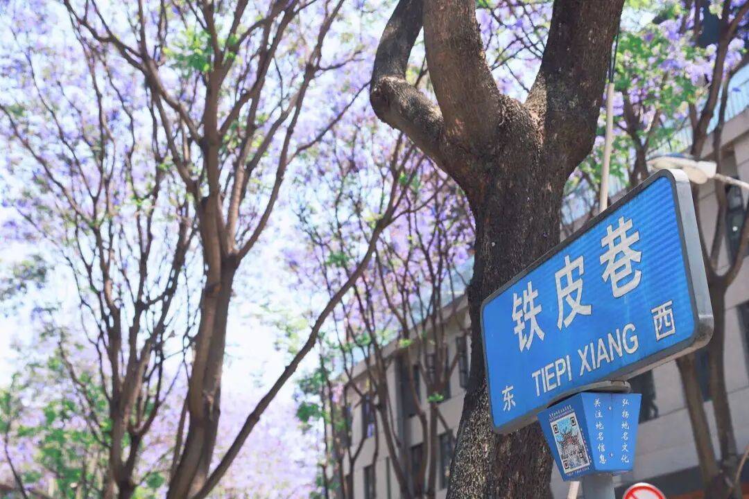 盛花期倒計時！昆明藍花楹小眾私藏路線~快收藏