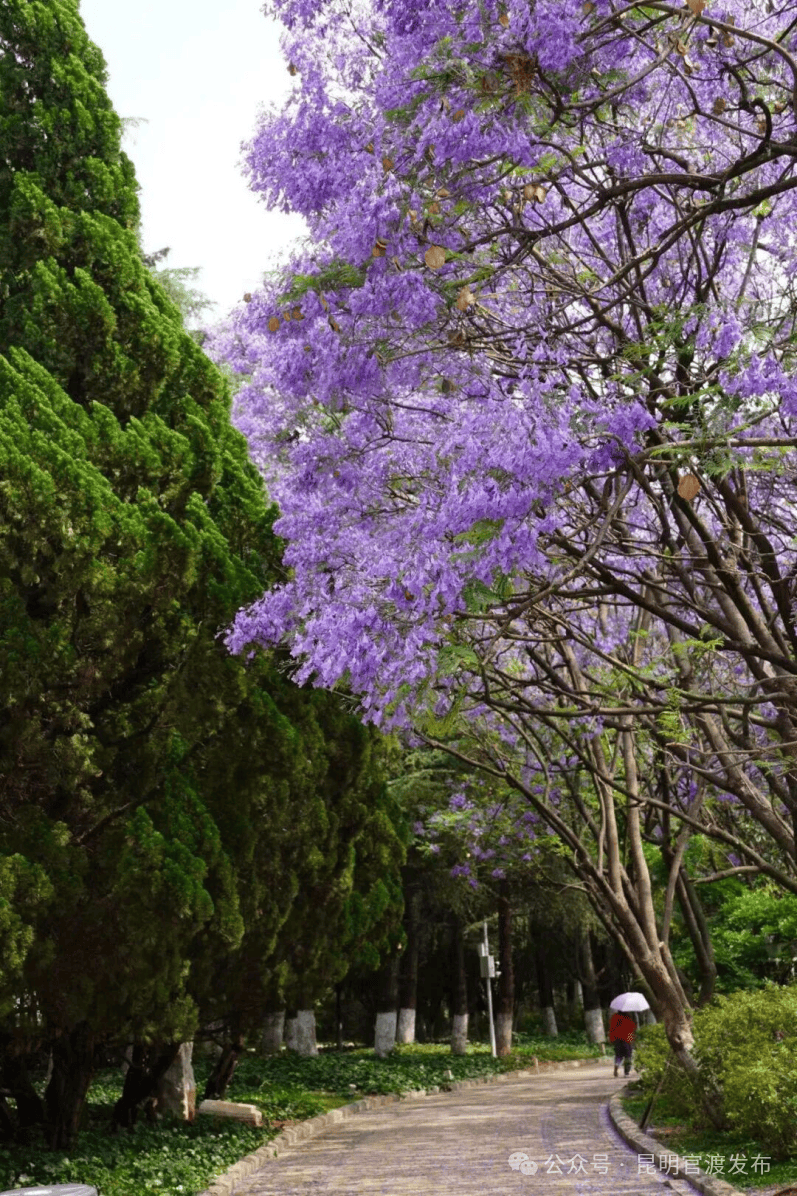盛花期倒計時！昆明藍花楹小眾私藏路線~快收藏