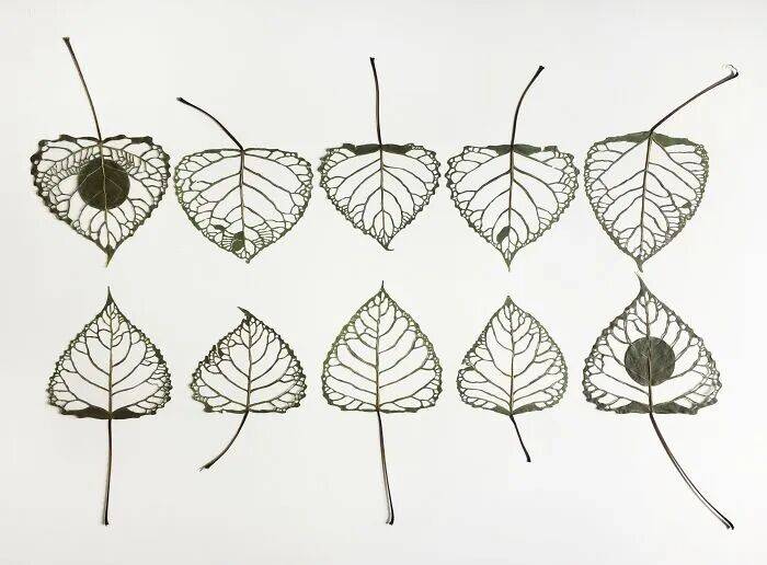 她用針線在幹樹葉上刺繡，最終完成的作品，讓人直呼驚豔