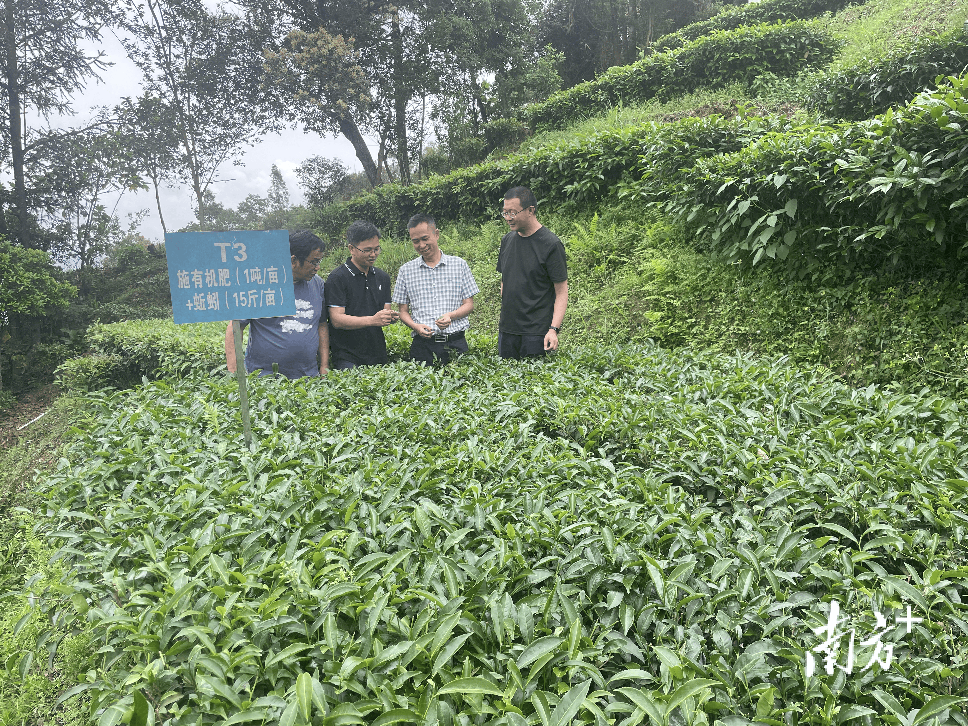 科技下沉田間地頭！省農科院專家團隊助力梅州“三農”工作