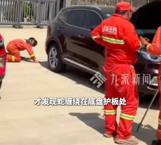 太驚悚! 小轎車內驚現巨型眼鏡王蛇, 體長近3米, 6斤重! 蛇到處亂竄, 最終…