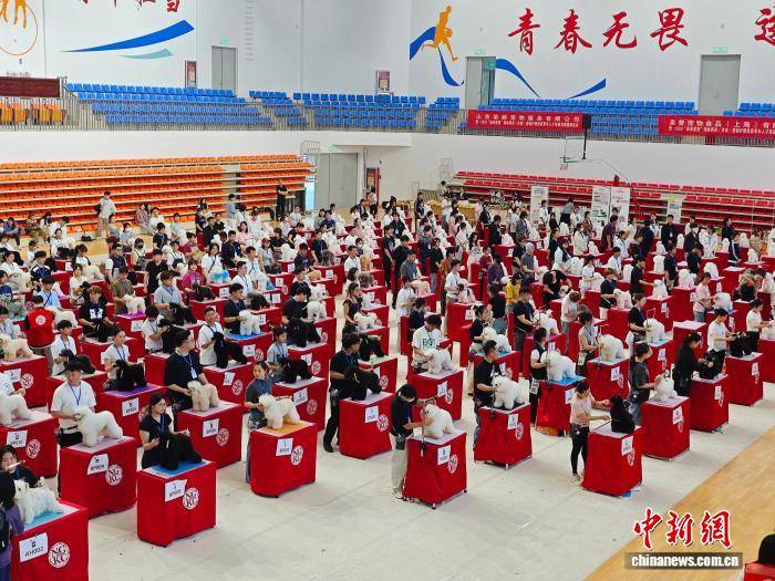 2026“泉來愛寵”海峽兩岸（濟南）寵物護理美容青年人才技能競賽啟動